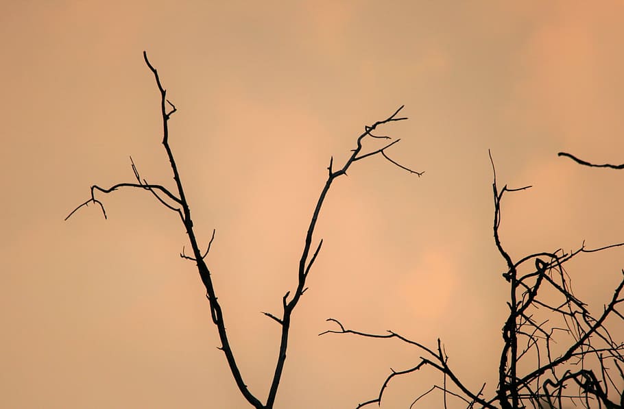 Sky, Overcast, Sunset, Cloud, Pink, Soft, tree, branches, dead HD wallpaper