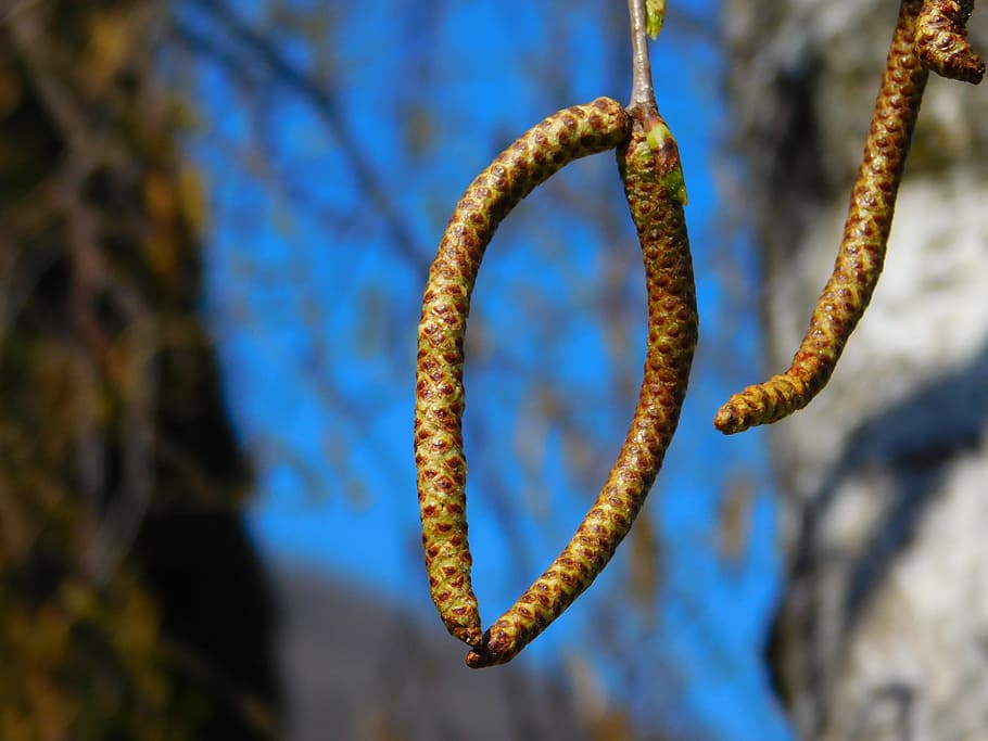 Weeping Willow, Flora, Mountain, plant, nature, botany, close-up HD wallpaper