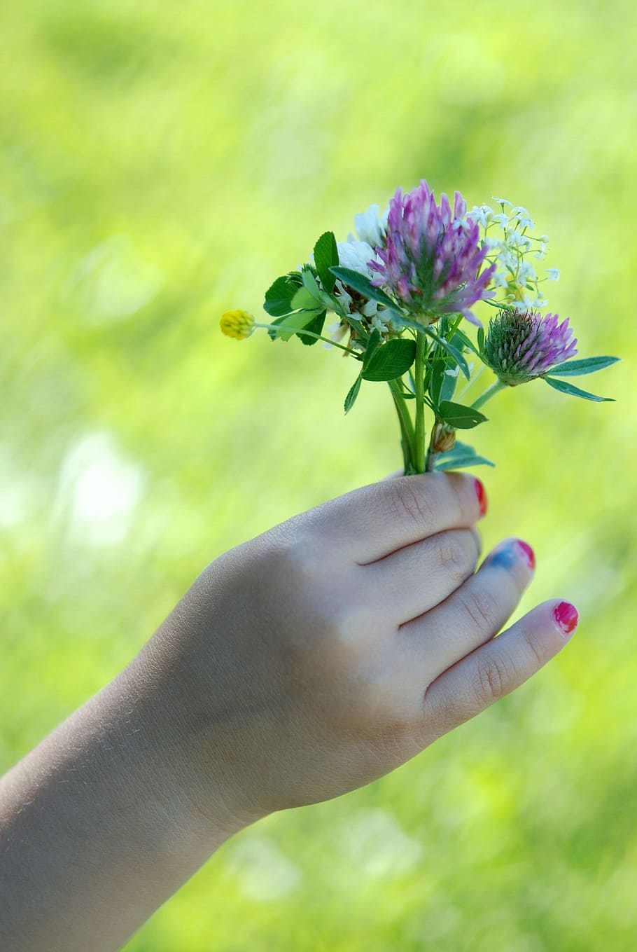 person holding white and purple flowers, hand, green, leaf HD wallpaper