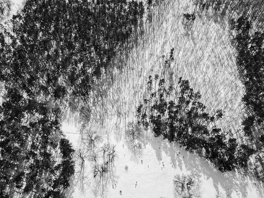 aerial photography of forest at daytime, top view of trees on snow road HD wallpaper