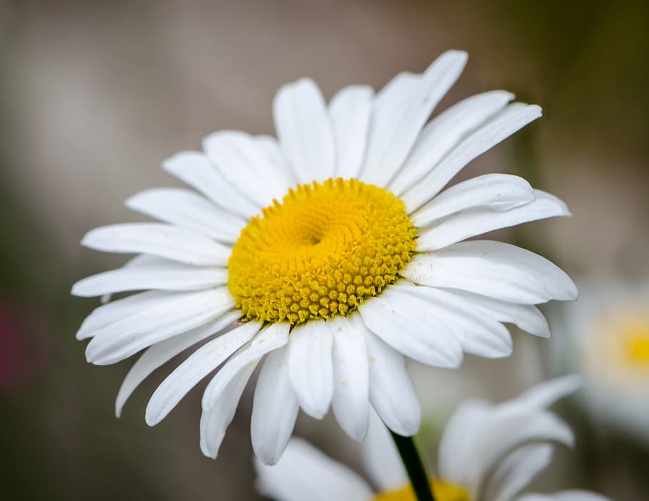 flower, daisy, nature, spring, floral, blooming, petal, white HD wallpaper