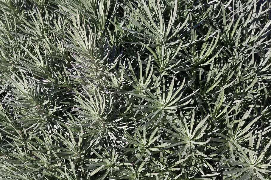 bush, close, fund, background, star, leaves, plant, flora, nature HD wallpaper