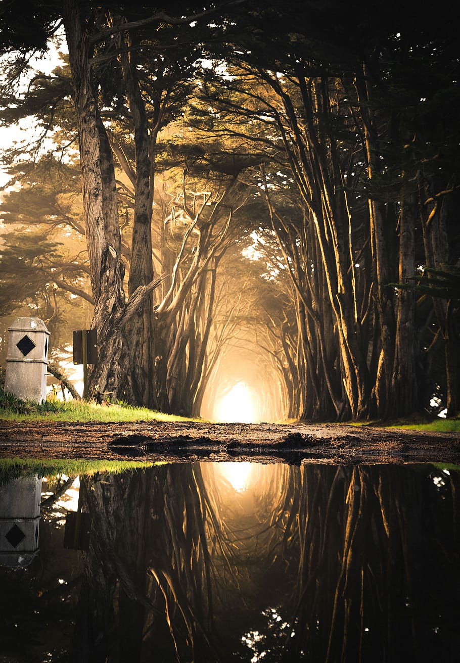 body of water in front of brown soil digital art, road between body of water and trees photo HD wallpaper