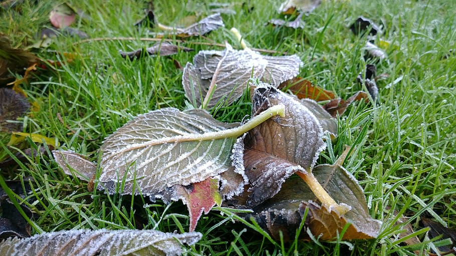 ripe, nature, cold, winter, frost, ice, zing, frozen, white HD wallpaper