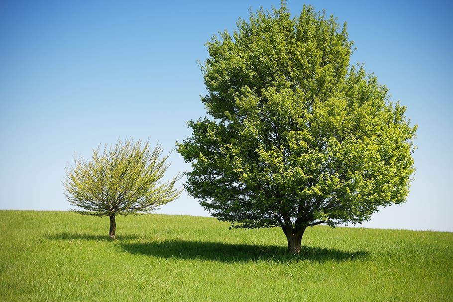 two green trees under blue sky, nature, landscape, summer, grass HD wallpaper