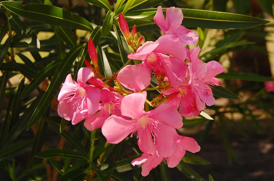 nerium oleander, flower, pink, petal, blossom, bloom, flora HD wallpaper