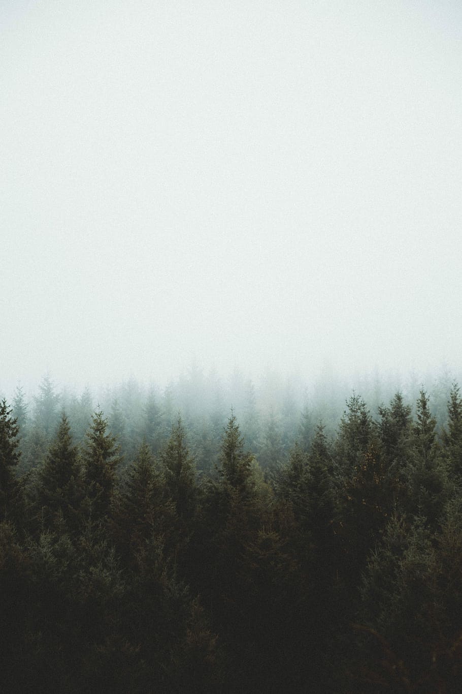 photo of pine trees, green pine trees during daytime, forest HD wallpaper