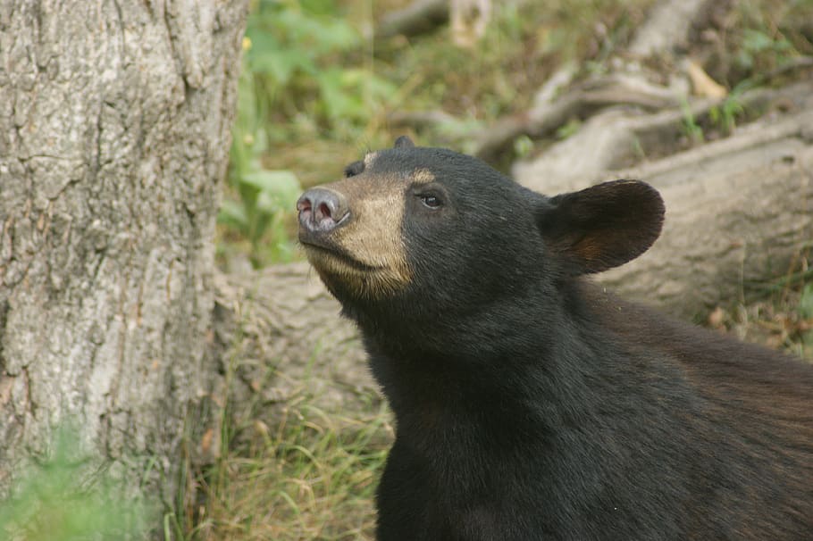 bear, black bear, animal, animal themes, one animal, animal wildlife HD wallpaper
