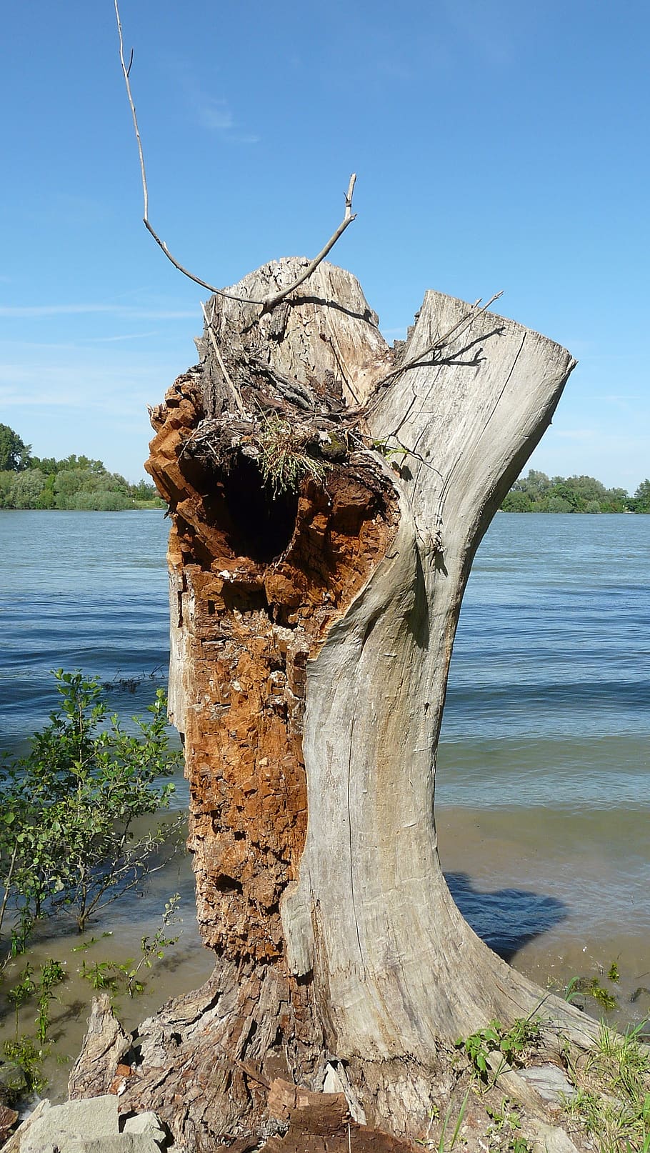 tree stump, weathered, old, log, broken, dead, riverside, water HD wallpaper
