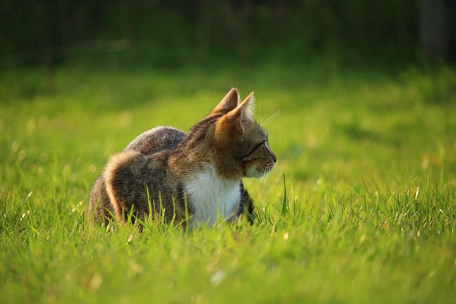 cat, mieze, kitten, mackerel, tiger cat, grass, domestic cat HD wallpaper