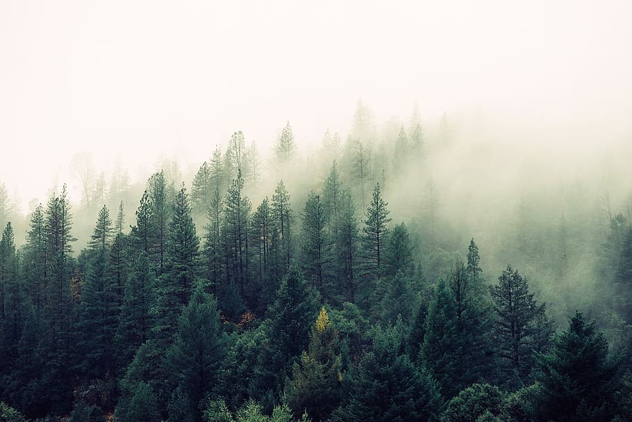 green trees, fog, white, winter, forest, nature, landscape, mountain, HD wallpaper