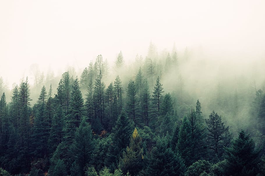 green leaf pine trees during daytime, forest, woods, fog, foggy HD wallpaper