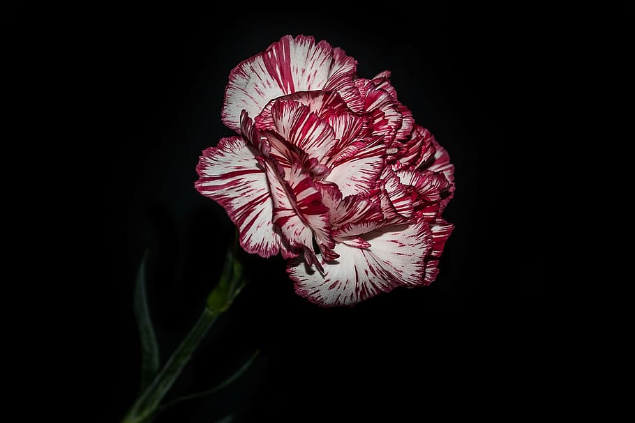 Red carnation 1080P, 2K, 4K, 5K HD wallpapers free download | Wallpaper