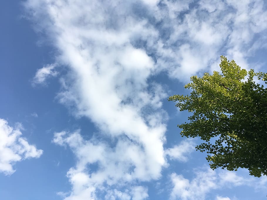 summer, sky, fair, freshness, cloud, wood, nature, sunshine HD wallpaper