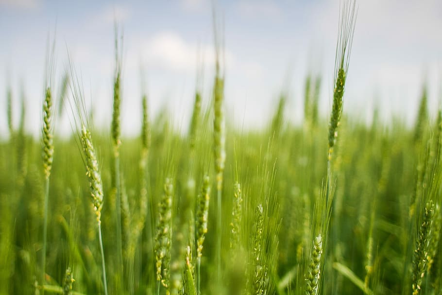 Green Grain Field, corn, wheat, nature, agriculture, rural Scene HD wallpaper