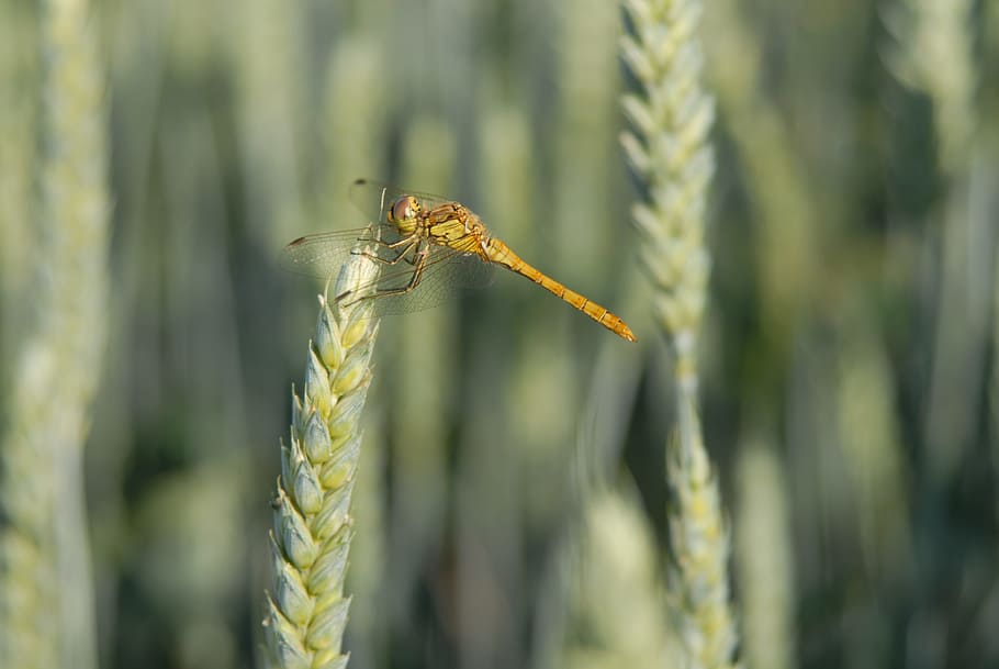Dragonfly, Wheat, Cereals, nature, no people, day, one animal HD wallpaper