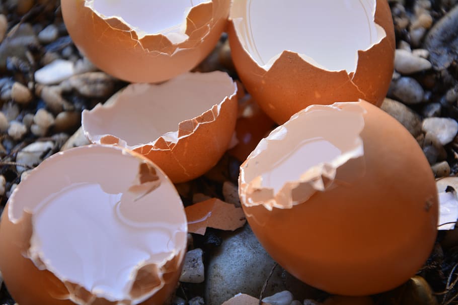 egg shells, broken, empty, food, eggshell, food and drink, close-up HD wallpaper
