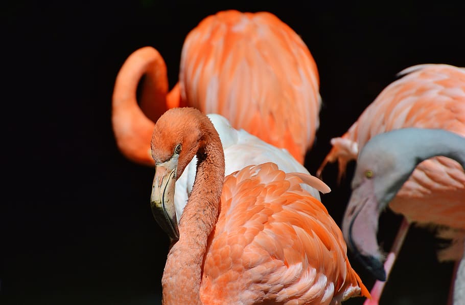 flamingo, bird, pink, bill, plumage, feather, birds, animal HD wallpaper