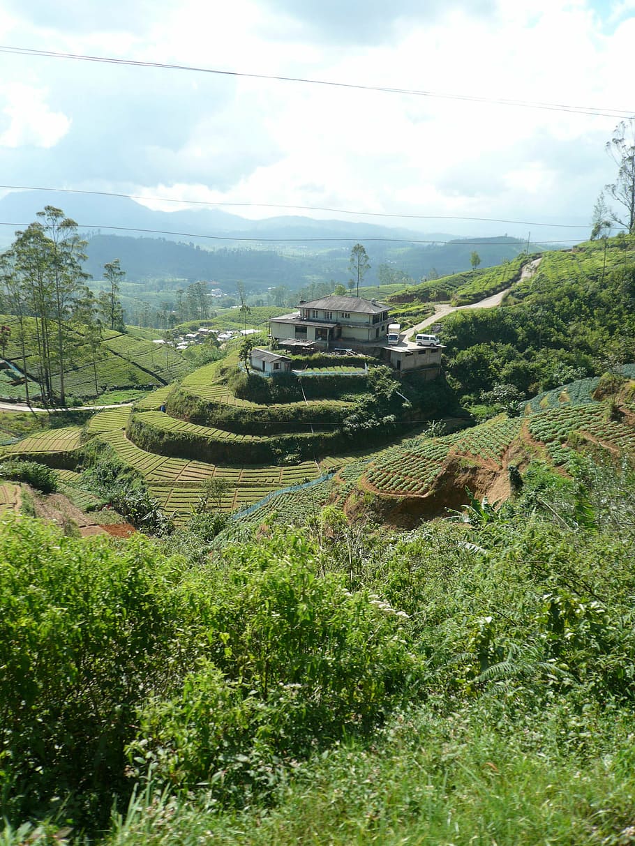 tee, cultivation terraces, ceylon, sri lanka, landscape, tea plantation, HD wallpaper