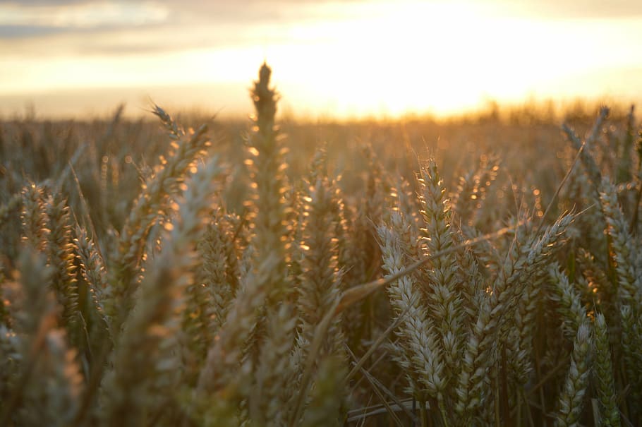 landscape, field, sky, grass, nature, hay, crop, wheat, cloud HD wallpaper