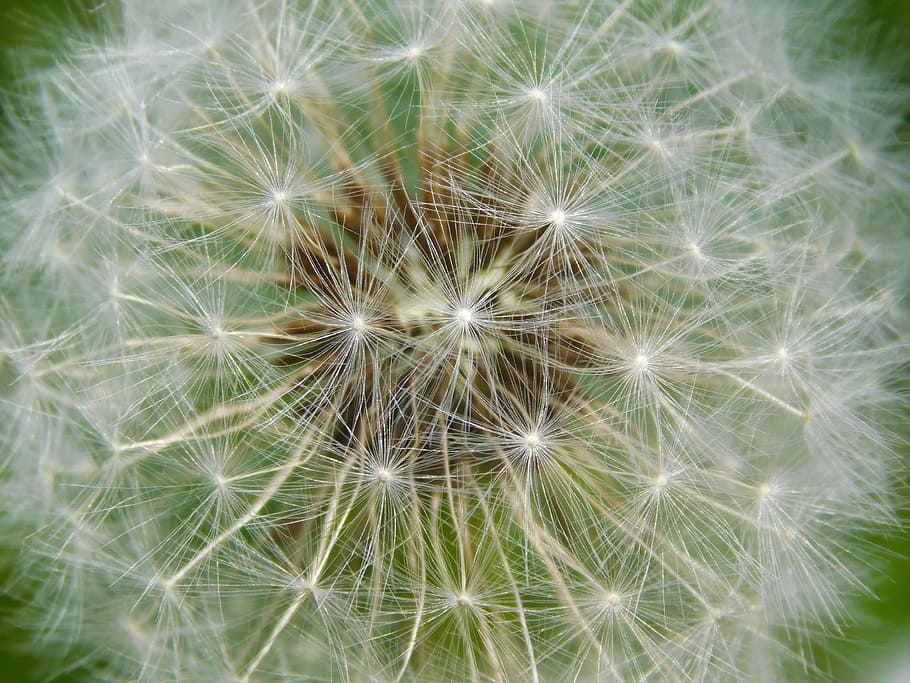 dandelion, spring, summer, flower, nature, green, sun, field HD wallpaper