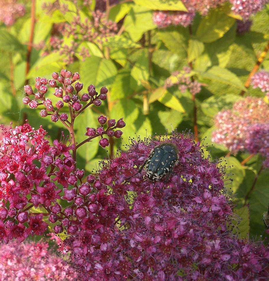 beetle, insect, close, blossom, bloom, garden, flowering plant HD wallpaper