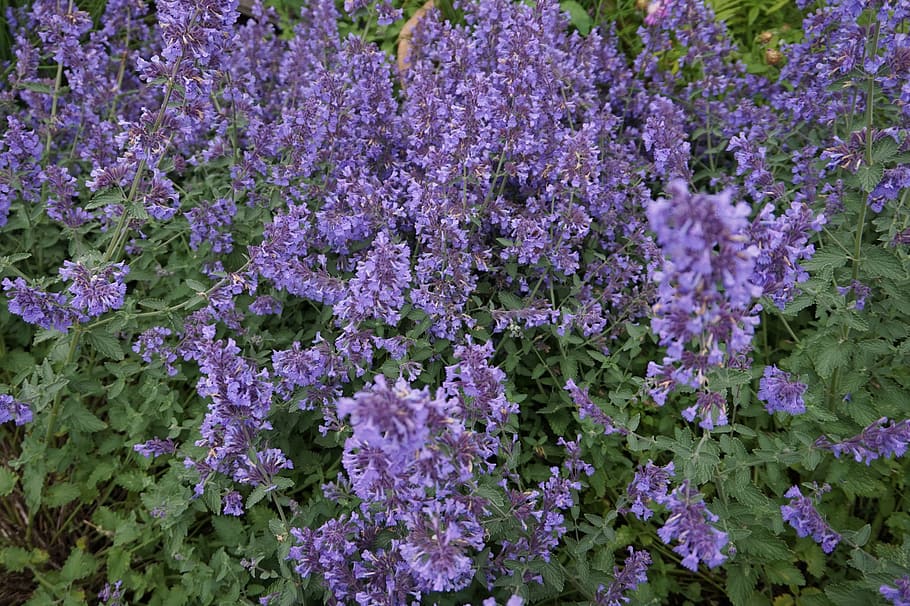 mint, bloom, herbal, tea, flower, flowering plant, vulnerability HD wallpaper