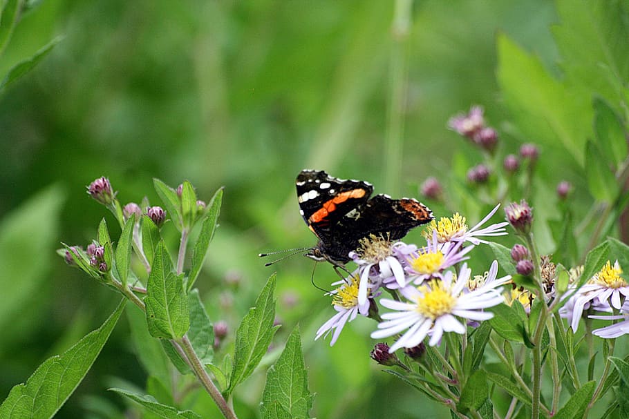 peacock, butterfly, animals, insect, walk in the park, hamburgensien HD wallpaper