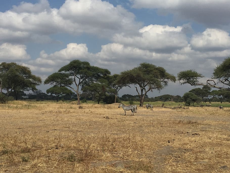meadow, zebra, sky, wild, wildlife, wood, nature, african animals HD wallpaper