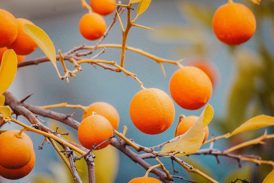 Oranges, orange fruits, tree, branch, healthy eating, food, food and drink HD wallpaper