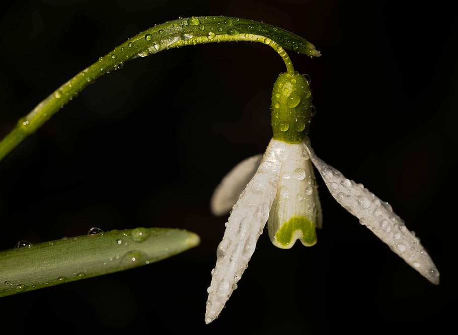 snowdrop, spring, flower, sector, macro, black background, water HD wallpaper