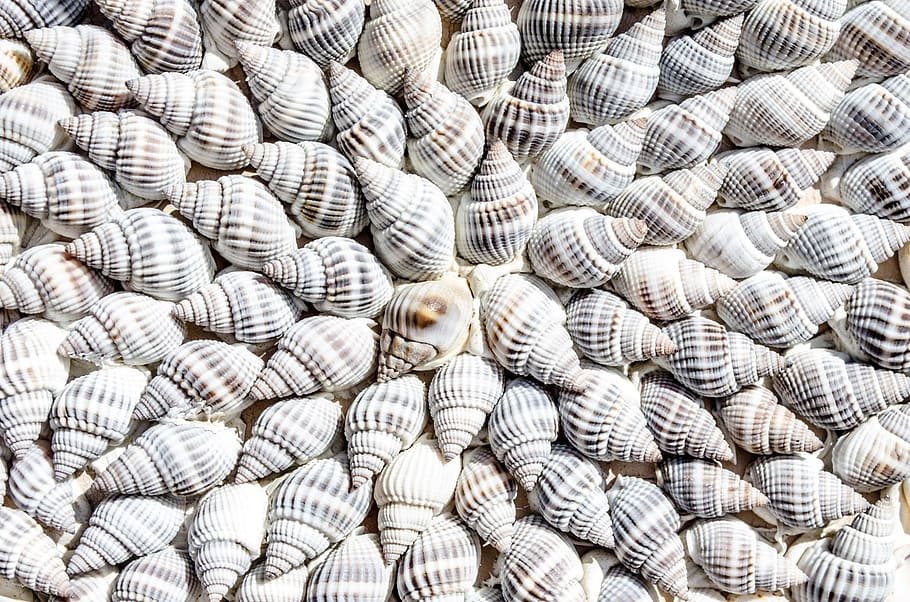 white-and-gray seashells, abstract, animals, aquatic, art, background HD wallpaper