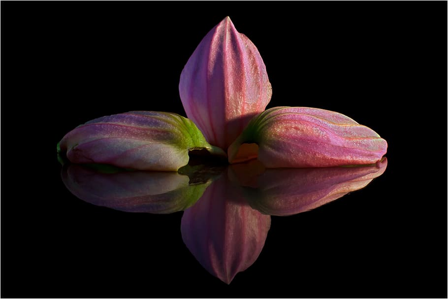 pink tulip flower, medinilla, petal, mirroring, exclusiv, macro, HD wallpaper