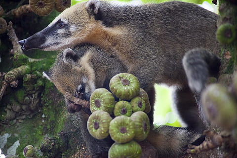 coati, tree, climb, jungle, wild life, brazil, missions, argentina HD wallpaper