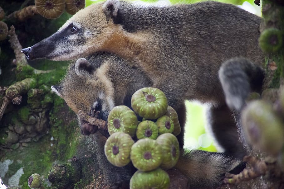 coati, tree, climb, jungle, wild life, brazil, missions, argentina HD wallpaper