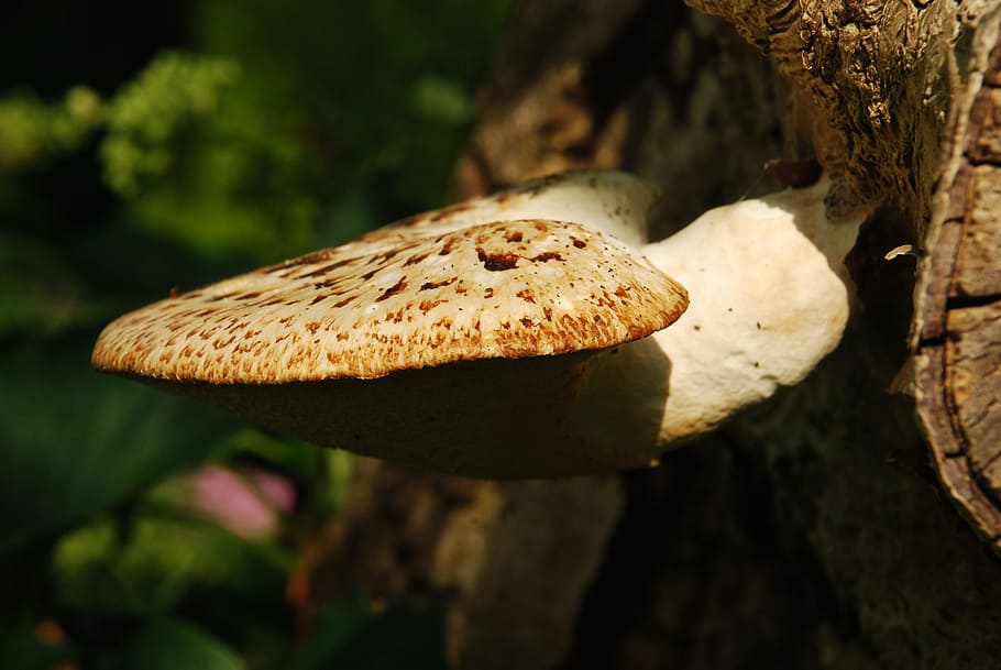 fungus, nature, undergrowth, mushroom, vegetable, food, tree HD wallpaper