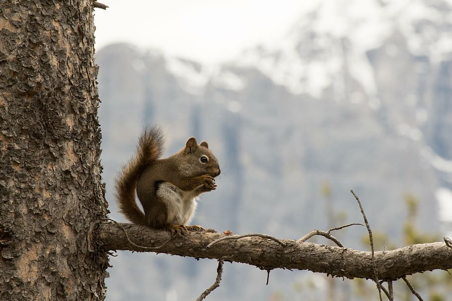 squirrel, mountains, nature, small, animal, mammal, alpine HD wallpaper