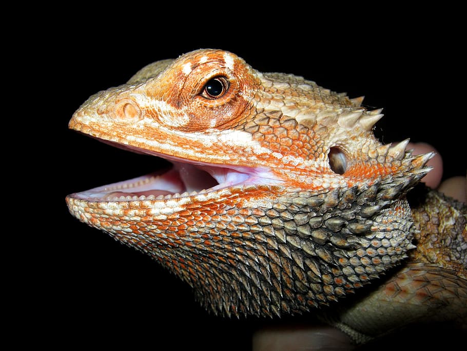 orange and brown reptile in close up photo, bearded dragon, head, HD wallpaper