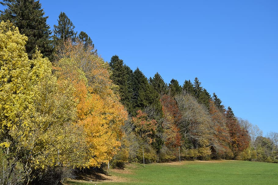 fall, forest, yellow, pre, trees, plant, foliage, leaves, wood HD wallpaper