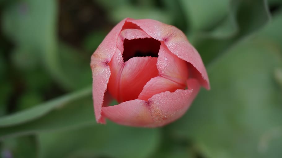 tulips, flowers, spring, pink, blooms, nature, petal, pink Color HD wallpaper