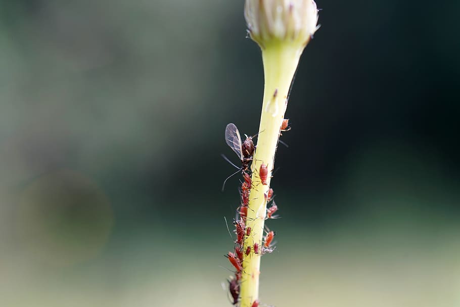 aphids, stem, macro, close up, family, bug, nature, detail HD wallpaper