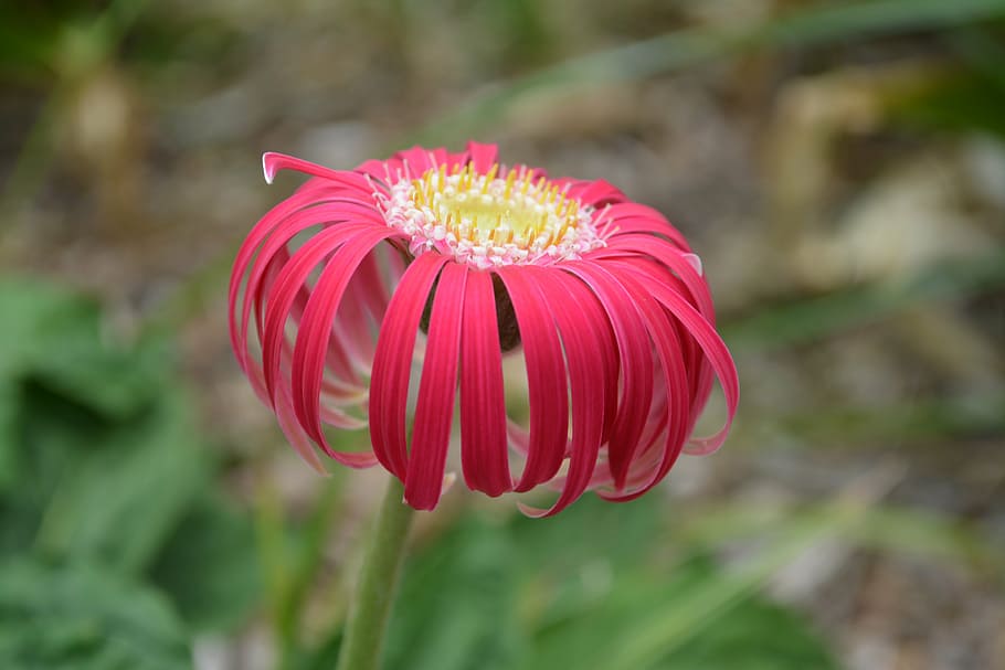 gerbera, flower, spring, nature, colorful, macro, bloom, beauty HD wallpaper