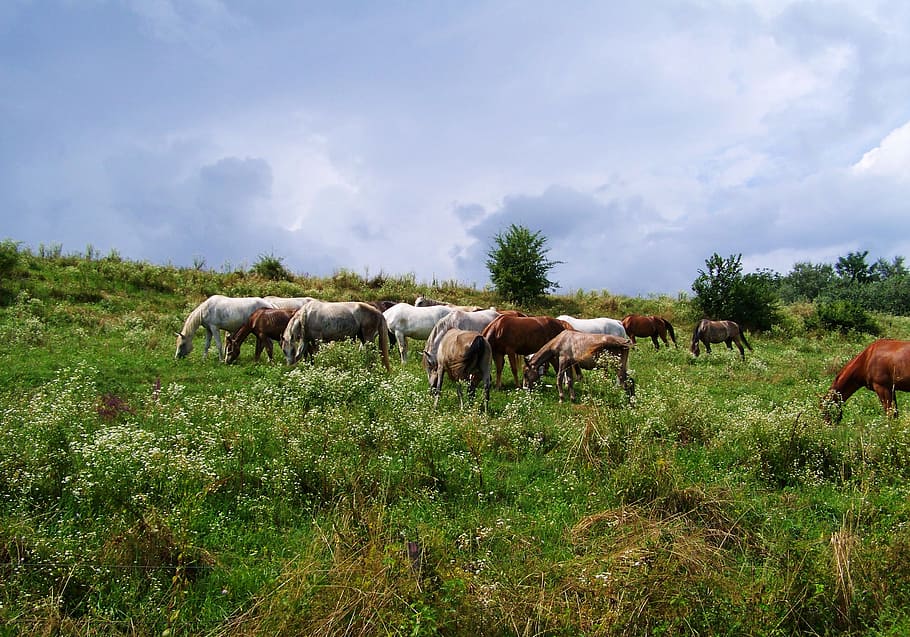 Horses, Stud, Ungulates, grazing, livestock, grass, animal themes HD wallpaper