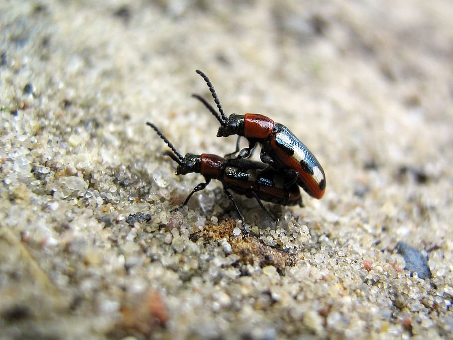 beetles, insects, multiplication, antennae, meadow, macro, wings HD wallpaper