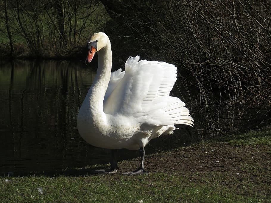 swan, bird, white, animals in the wild, vertebrate, animal wildlife HD wallpaper
