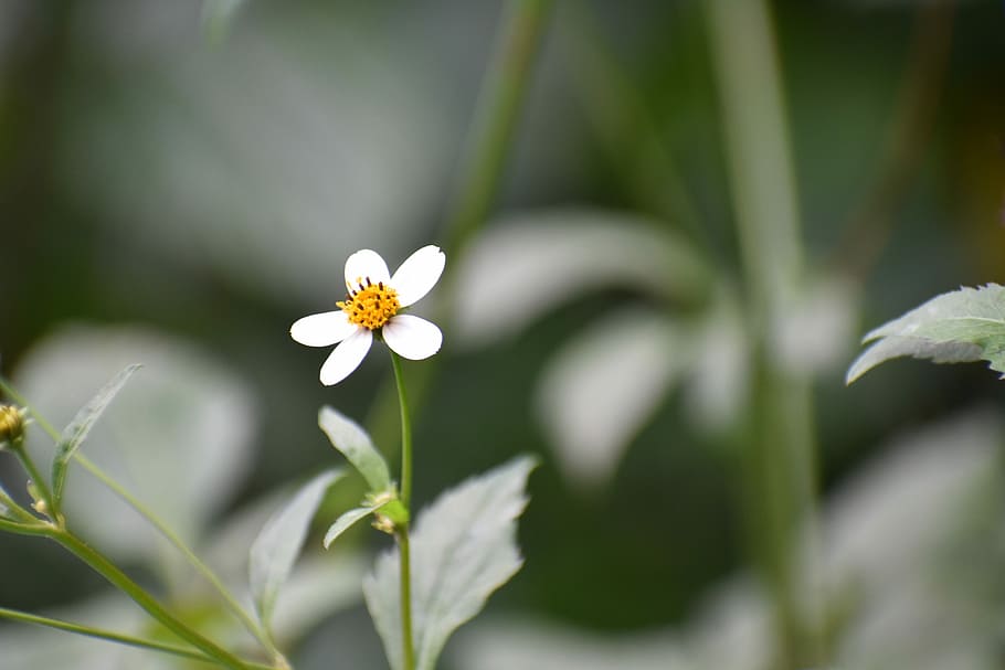 wildflower, while, beautiful, flowering plant, freshness, beauty in nature HD wallpaper