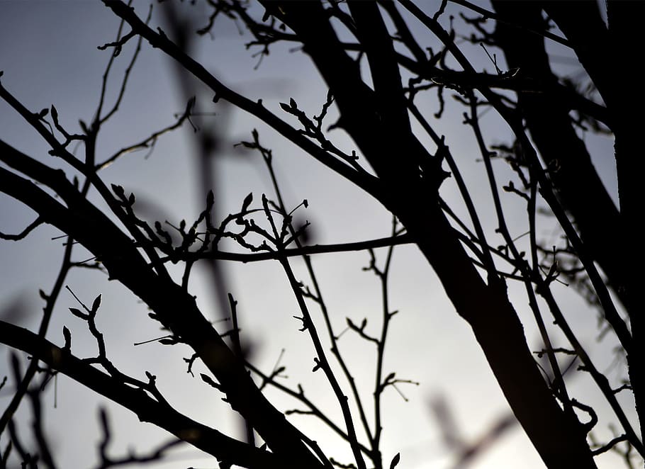 tree, branches, silhouette, shadow, plant, low angle view, sky HD wallpaper