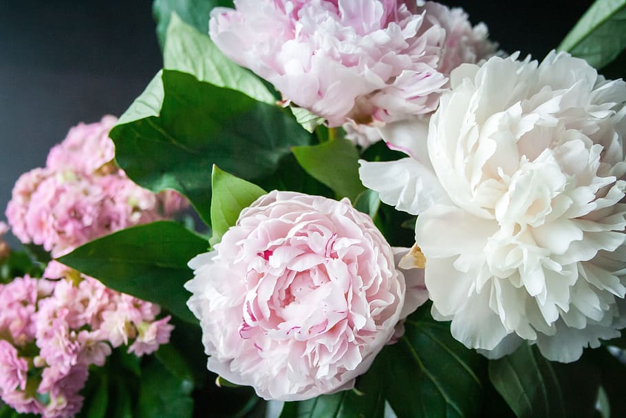 close-up photography of pink and white petalad flowers, peony, HD wallpaper