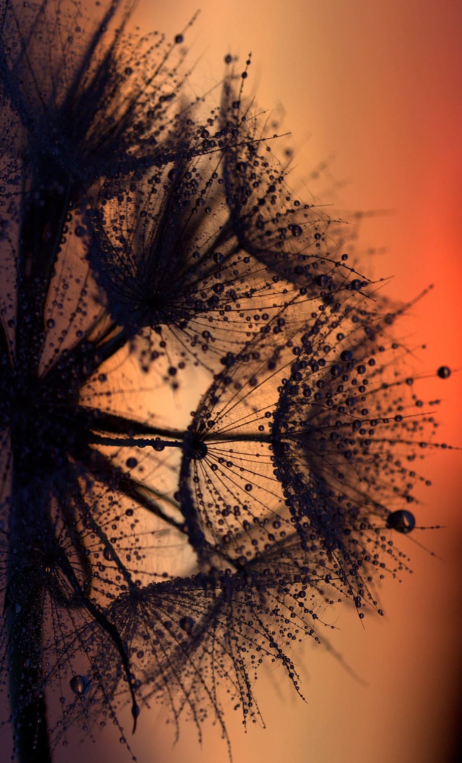 dandelion, sunset, drops, evening, studio shot, plant, no people HD wallpaper
