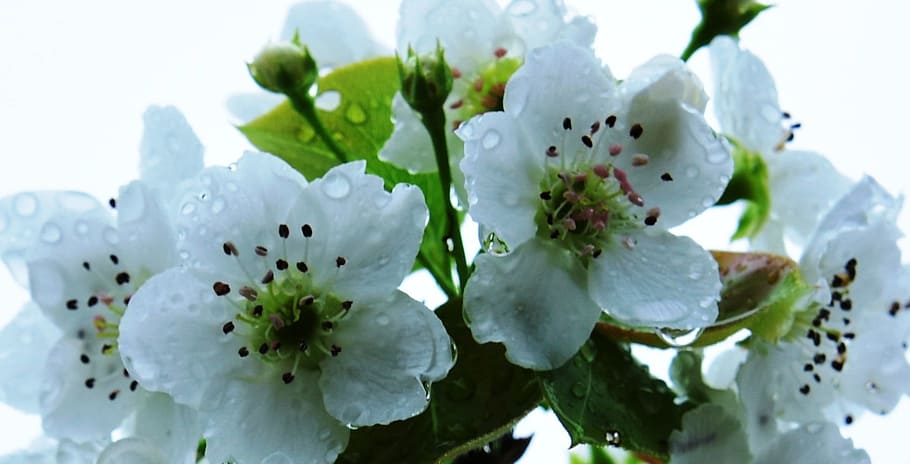 Pear, Flower, Orchard, Spring, pear flower, no people, close-up HD wallpaper